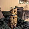 alert, blanket, cat, collar, cozy, curious, domestic_animal, fairy_lights, fur, furniture, home_interior, indoor, lamp, living_room, pet, seated, sofa, tabby_cat, whiskers, window