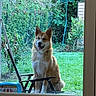 dog, canine, sitting, happy, open_mouth, pointy_ears, fluffy, tan_fur, white_fur, window, garden, backyard, grass, greenery, plants, hedge, garden_tools, toy_cart, outdoor, portrait