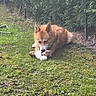 dog, corgi, pet, animal, outdoor, yard, grass, greenery, fence, chain_link_fence, chewing, bone, treat, fluffy, brown_and_white, ears, paws, lying_down, garden, nature