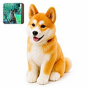 Tayko participe au concours pour gagner de l'argent avec cette photo : dog, shiba_inu, puppy, sitting, fluffy, orange_and_white, pointed_ears, curled_tail, open_mouth, tongue, black_nose, brown_eyes, collar, portrait, studio_background, white_background, inset_photo, garden, outdoor, pet