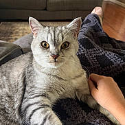Casper joined the competition — help win amazing prizes! animal, blanket, cat, comfort, couch, cozy, domestic_animal, feline, floor, fur, hand, home, indoor, living_room, person, pet, relaxing, tabby_cat, whiskers, wooden_floor