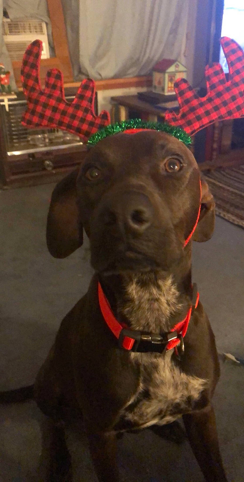 Braxton is registered to the contest to win money with this photo: beagador, canidae, carnivore, collar, dog, dog_breed, dog_collar, fawn, hunting_dog, labrador_retriever, liver, mammal, pointer, pointing_breed, puppy, rare_breed_dog, snout, sporting_group, vertebrate