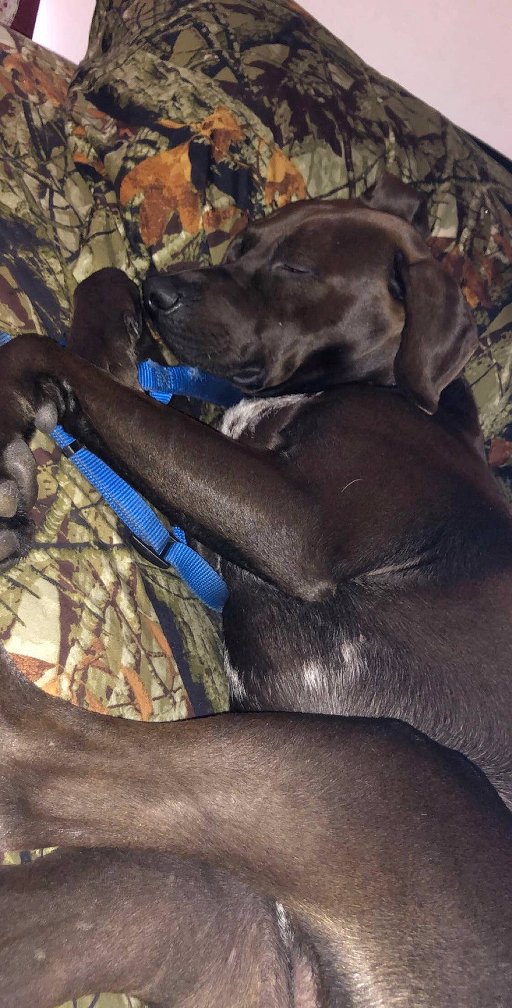 Braxton joined the competition — help win amazing prizes! canidae, carnivore, dog, dog_breed, fawn, sporting_group