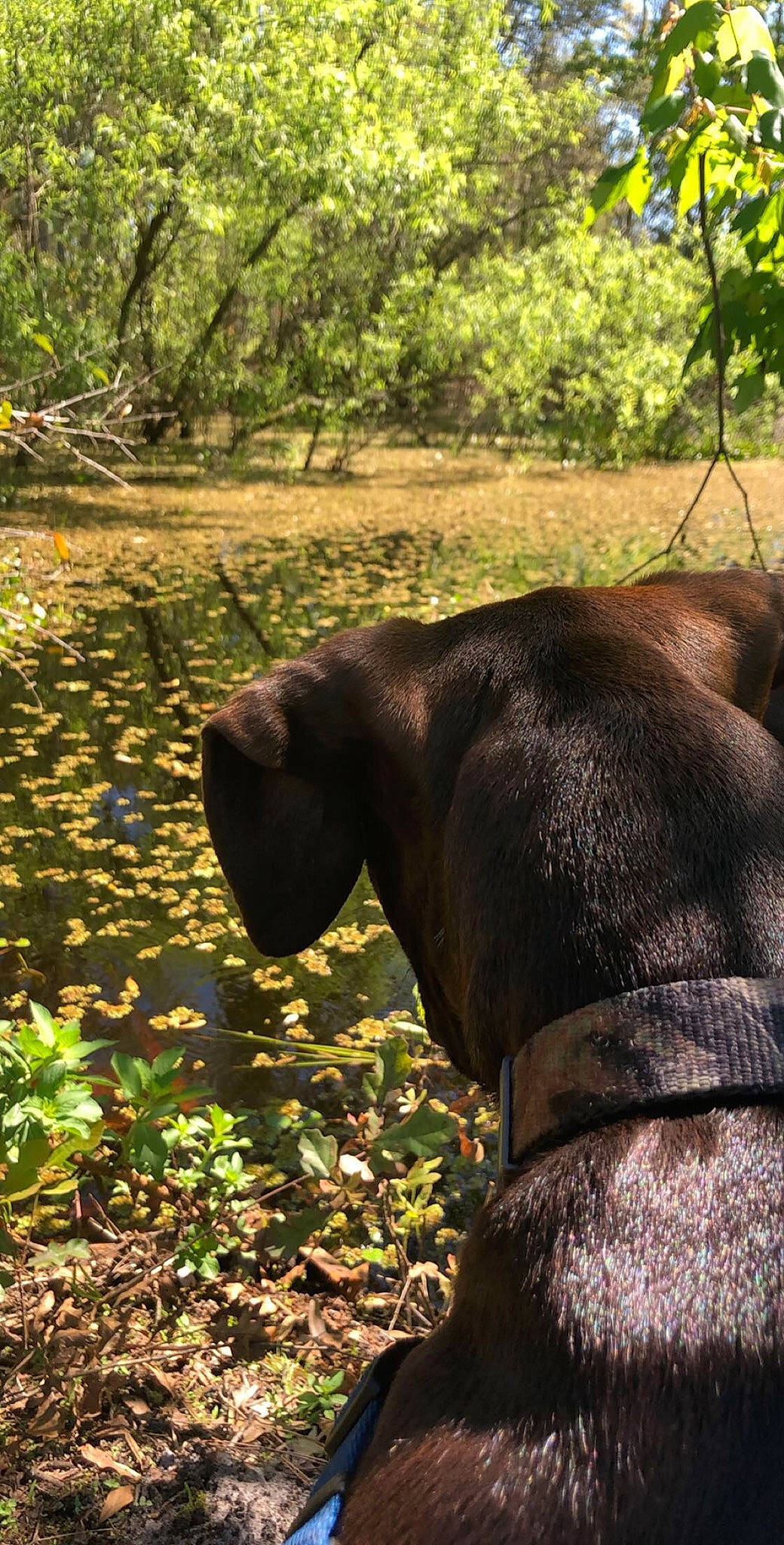 Braxton is registered to the contest to win money with this photo: adaptation, canidae, carnivore, dog_breed, fawn, guard_dog, plant, snout, sporting_group, tree