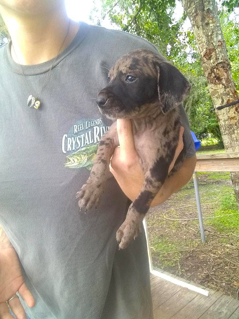 Wynonna joined the competition — help win amazing prizes! bandog, black_mouth_cur, boerboel, bullmastiff, cane_corso, canidae, carnivore, dog, dog_breed, fawn, fila_brasileiro, great_dane, guard_dog, mammal, mountain_cur, sporting_group, vertebrate