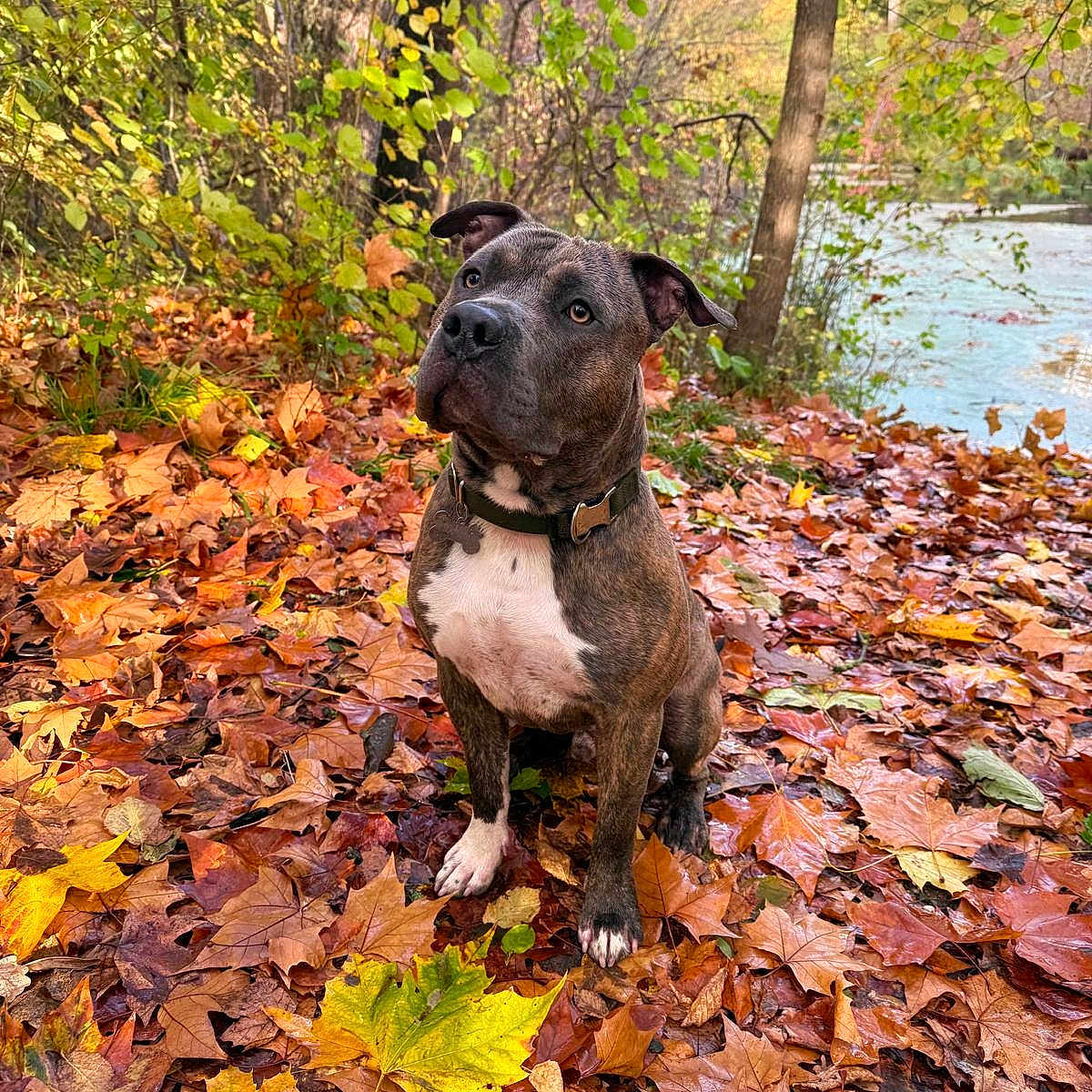 Cookie a rejoint le concours — aidez-le/la à gagner de superbes lots ! attentive, autumn, brindle, brown, canine, collar, daylight, dog, fall_leaves, leaf_litter, nature, outdoor, park, pet, river, scenic, seasonal, sitting, tree, white_chest