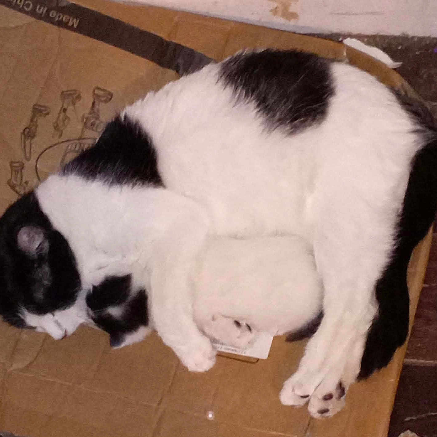 Cow And Her Baby joined the competition — help win amazing prizes! animal, black_and_white, cardboard, cat, close_up, comfort, cozy, cuddling, cute, domestic, floor, fur, indoor, kitten, mother_and_baby, nap, pet, resting, sleeping, small
