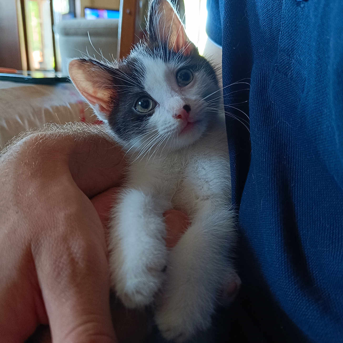 Oreo a rejoint le concours — aidez-le/la à gagner de superbes lots ! animal, black_and_white, cat, closeup, cozy, curious, cute, domestic, feline, fur, hand, indoor, kitten, light, person, pet, resting, soft, whiskers, young