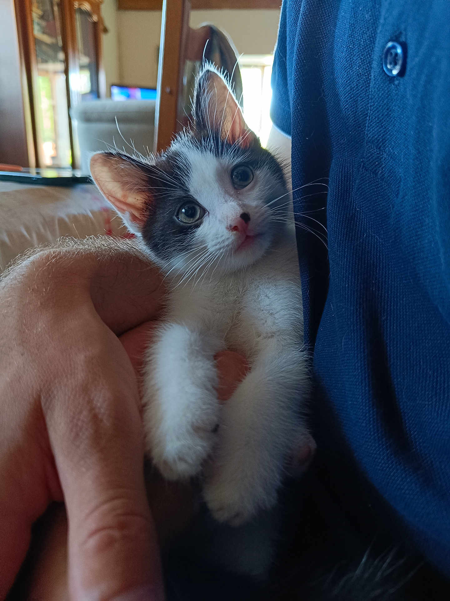 Oreo a rejoint le concours — aidez-le/la à gagner de superbes lots ! kitten, cat, pet, animal, cute, feline, whiskers, fur, hand, person, indoor, cozy, closeup, curious, black_and_white, young, domestic, resting, soft, light