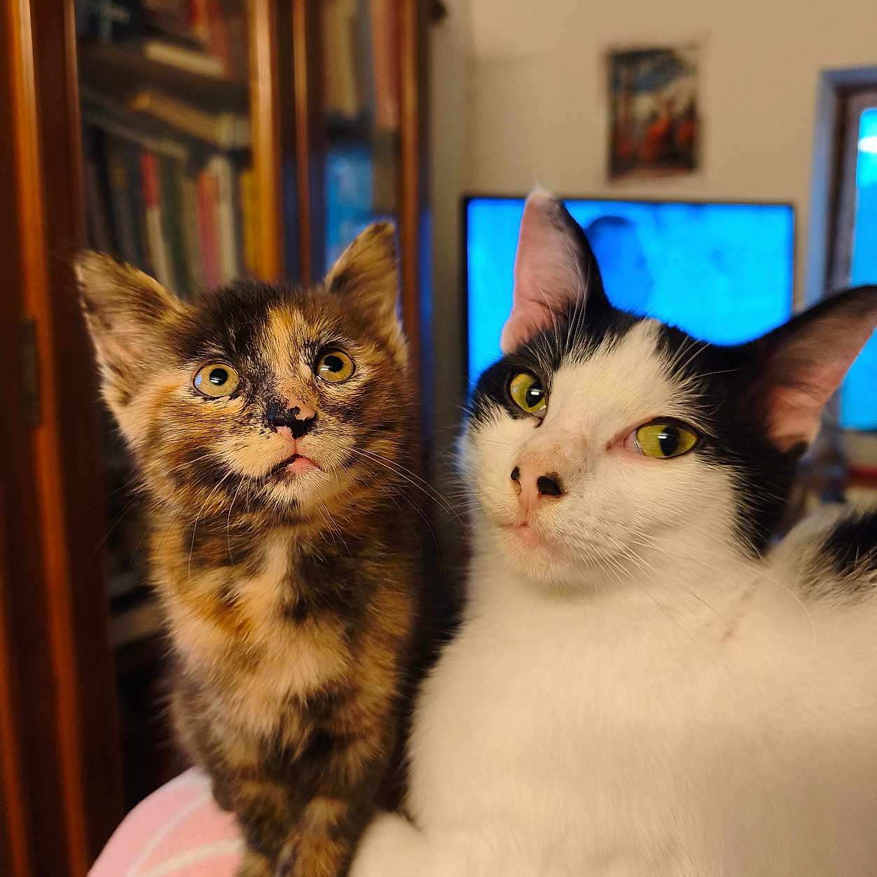 Molly Et Oreo