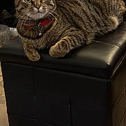 Uma Mimi a rejoint le concours — aidez-le/la à gagner de superbes lots ! cat, tabby_cat, pet, animal, feline, collar, red_collar, sitting, lying_down, ottoman, furniture, black_leather, living_room, indoors, shelving, home_decor, whiskers, striped_fur, portrait, relaxed