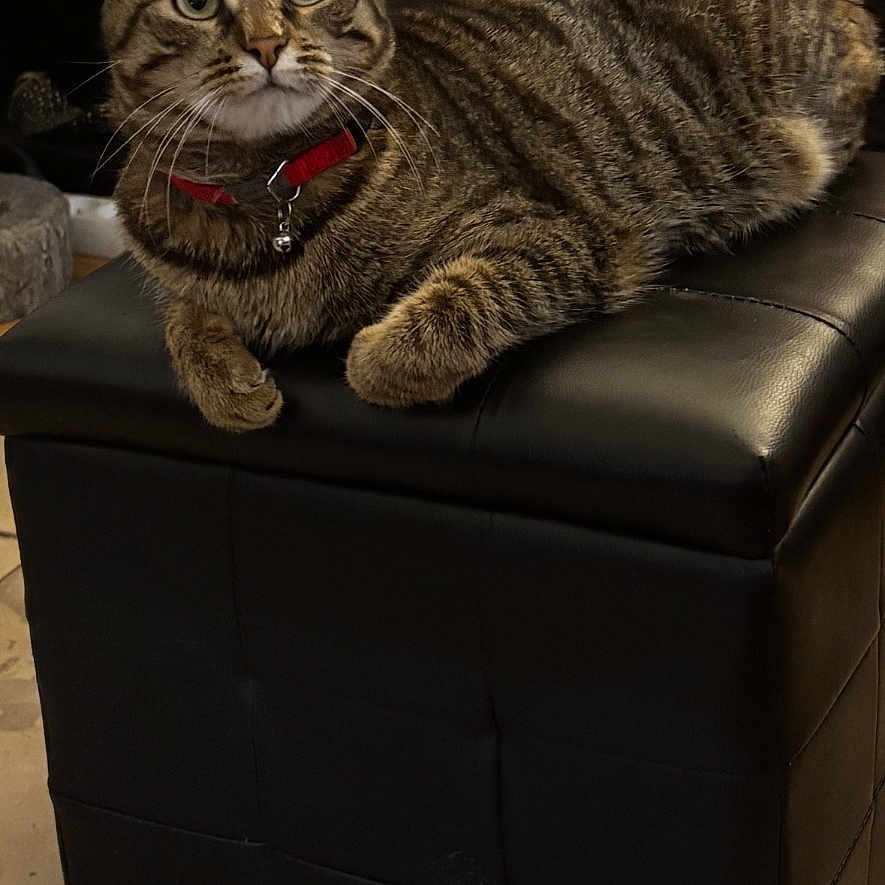 Uma Mimi a rejoint le concours — aidez-le/la à gagner de superbes lots ! cat, tabby_cat, pet, animal, feline, collar, red_collar, sitting, lying_down, ottoman, furniture, black_leather, living_room, indoors, shelving, home_decor, whiskers, striped_fur, portrait, relaxed