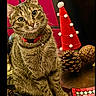 cat, tabby_cat, pet, animal, portrait, sitting, collar, bell, christmas, holiday, festive, decorations, pom_pom, red, pinecone, ornament, indoor, table, brown, green