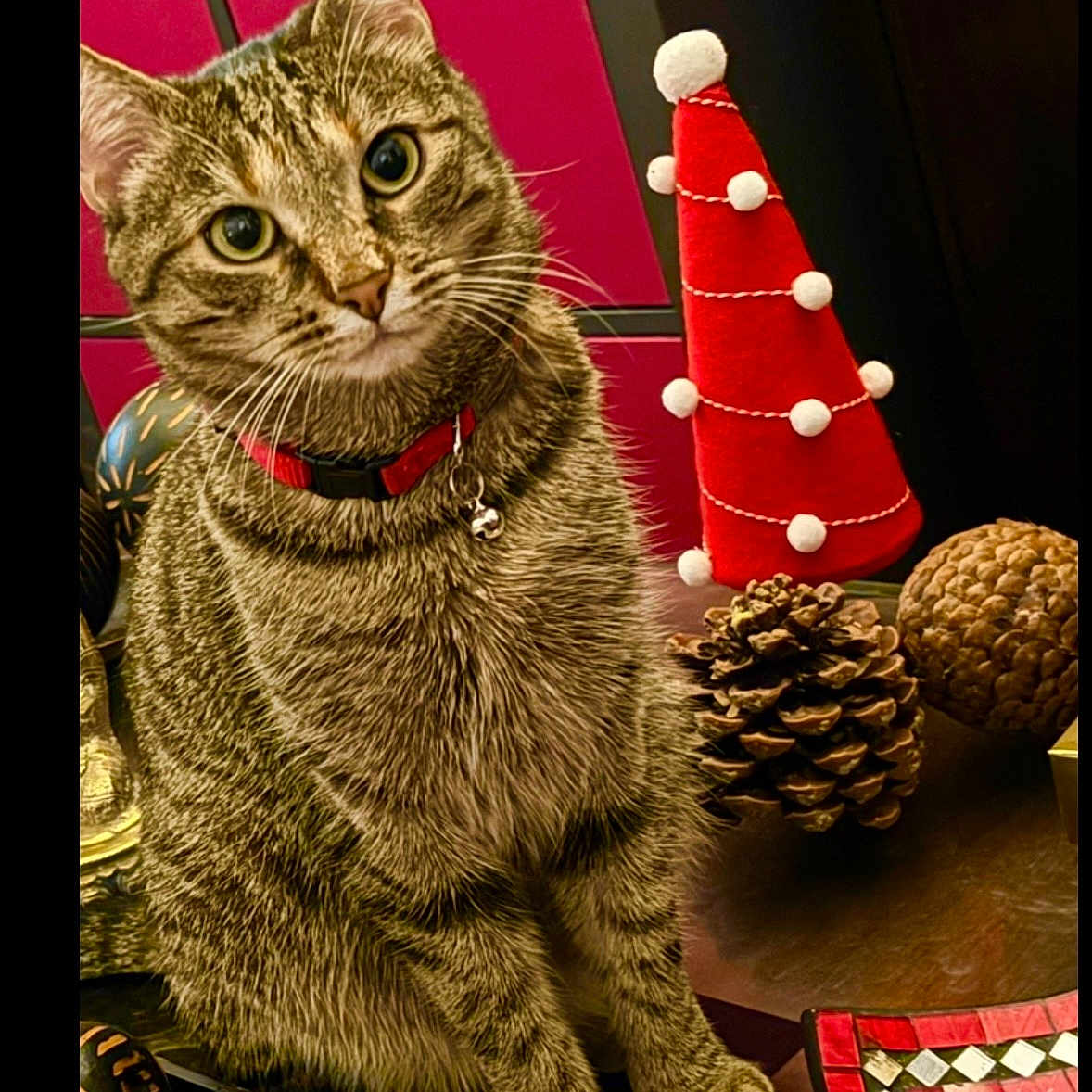 Mimi participe au concours pour gagner de l'argent avec cette photo : cat, tabby_cat, pet, animal, portrait, sitting, collar, bell, christmas, holiday, festive, decorations, pom_pom, red, pinecone, ornament, indoor, table, brown, green
