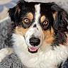Eli is registered to the contest to win money with this photo: dog, tricolor, close_up, portrait, animal, pet, fur, eyes, face, nose, mouth, whiskers, blanket, soft_texture, indoor, friendly, curious, lying_down, canine, fluffy