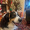 Eli is registered to the contest to win money with this photo: dog, reindeer_antlers, holiday, christmas_tree, stockings, rug, indoor, decorations, festive, smiling, pet, living_room, cozy, celebration, seasonal, fur, animal, happy, christmas, home