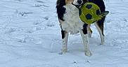 Eli joined the competition — help win amazing prizes! dog, snow, soccer_ball, toy, fence, outdoor, playful, pet, winter, animal, grass_under_snow, black_fur, white_fur, brown_fur, tail, ears, mouth, paw_prints, yard, grass