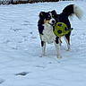 dog, snow, soccer_ball, toy, fence, outdoor, playful, pet, winter, animal, grass_under_snow, black_fur, white_fur, brown_fur, tail, ears, mouth, paw_prints, yard, grass
