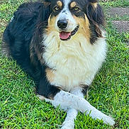 Eli is registered to the contest to win money with this photo: dog, grass, outdoor, pet, animal, canine, happy, smiling, fur, tricolor, nature, lawn, crossed_paws, ears, eyes, tongue, garden, resting, muzzle, daylight