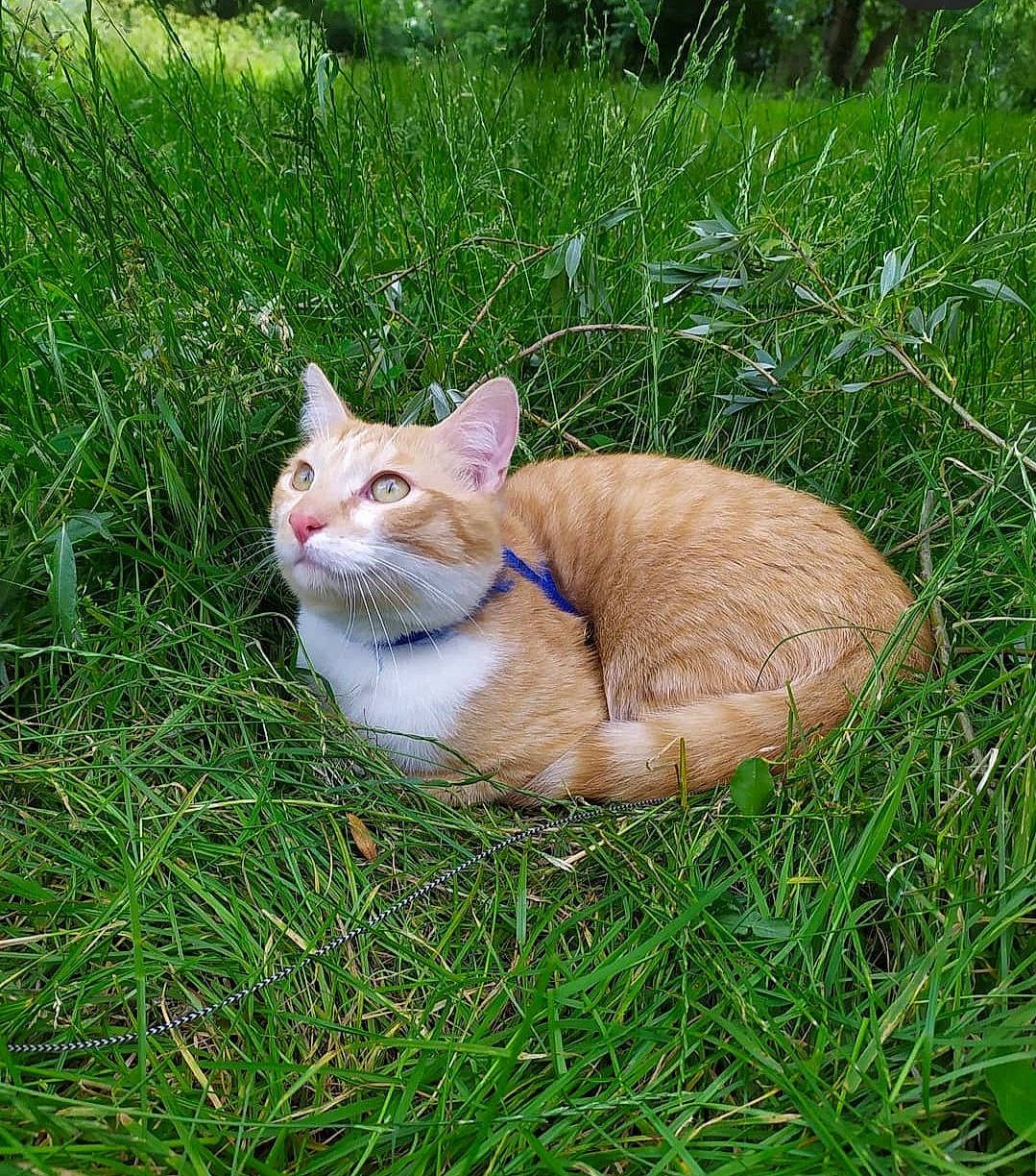 Bou participe au concours pour gagner de l'argent avec cette photo : carnivore, cat, domestic_short_haired_cat, fawn, felidae, fur, grass, grass_family, liver, organism, small_to_medium_sized_cats, snout, tail, terrestrial_animal, whiskers