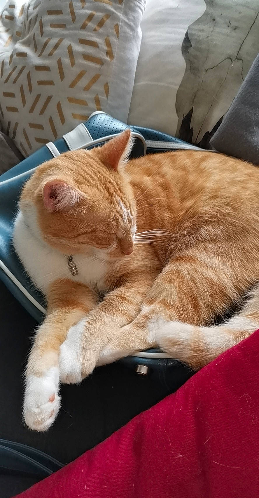 Bou participe au concours pour gagner de l'argent avec cette photo : carnivore, cat, comfort, domestic_short_haired_cat, fawn, felidae, fur, home_accessories, liver, paw, peach, small_to_medium_sized_cats, snout, tail, terrestrial_animal, whiskers