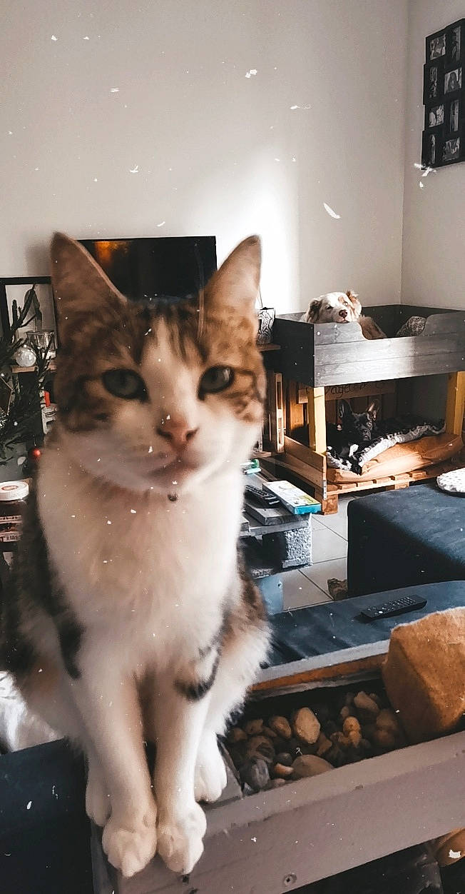 Grincheux a rejoint le concours — aidez-le/la à gagner de superbes lots ! carnivore, cat, domestic_short_haired_cat, fawn, felidae, fur, small_to_medium_sized_cats, snout, whiskers