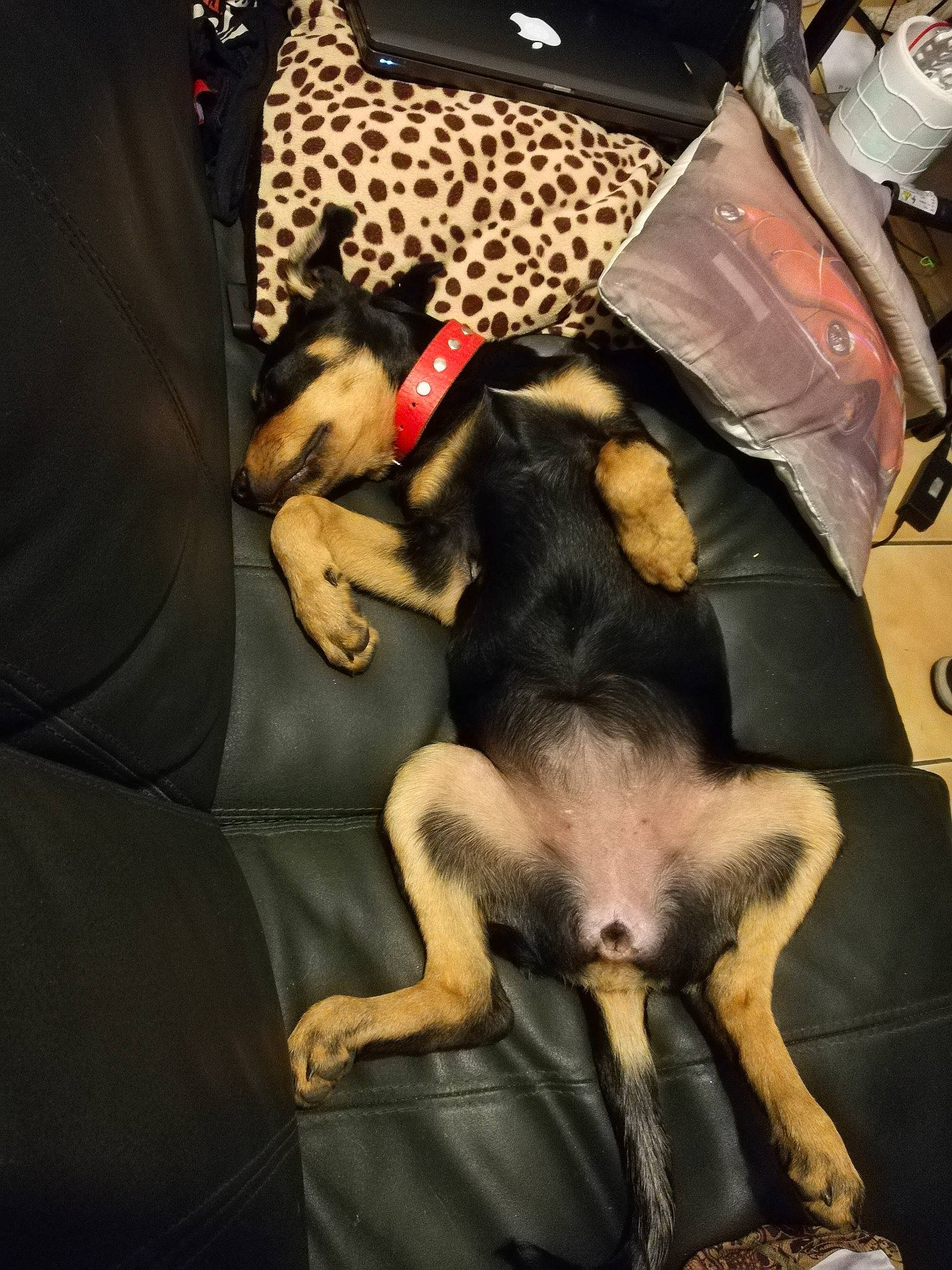 Rasta a rejoint le concours — aidez-le/la à gagner de superbes lots ! canidae, carnivore, comfort, companion_dog, couch, dog, dog_breed, dog_supply, fawn, fur, guard_dog, linens, nap, non_sporting_group, paw, pinscher, room, sporting_group, toy_dog, working_animal