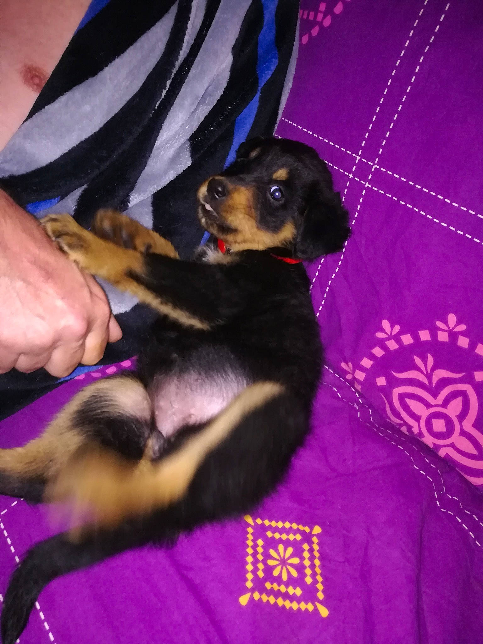 Rasta a rejoint le concours — aidez-le/la à gagner de superbes lots ! canidae, carnivore, companion_dog, dog, dog_breed, dog_supply, electric_blue, fawn, gesture, magenta, nail, paw, pet_supply, pinscher, purple, snout, sporting_group, toy_dog, working_dog, wrist