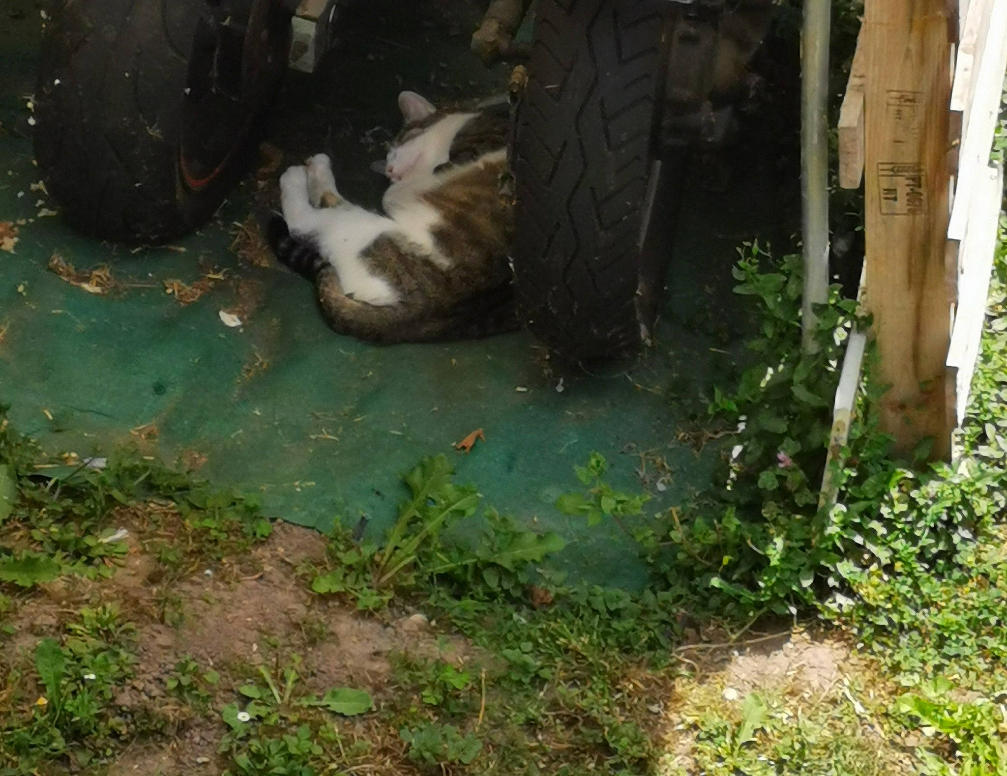 Bugsy a rejoint le concours — aidez-le/la à gagner de superbes lots ! _geese_and_swans, beak, bird, duck, ducks, fowl, garden, grass, groundcover, landscape, livestock, plant, poultry, soil, tail, terrestrial_animal, tire, tree, water_bird, waterfowl