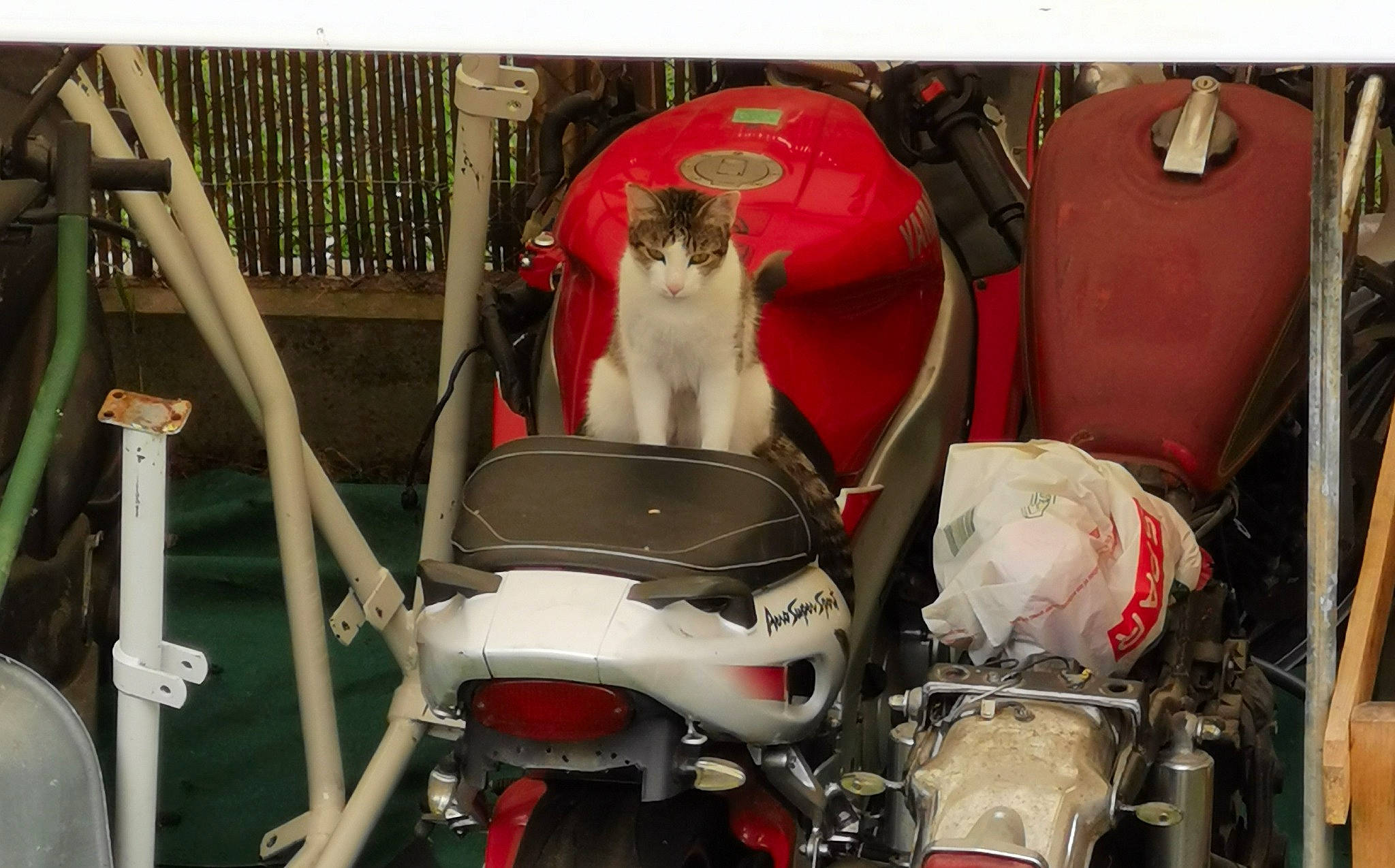 Bugsy a rejoint le concours — aidez-le/la à gagner de superbes lots ! automotive_exterior, automotive_lighting, automotive_tire, carnivore, cat, companion_dog, felidae, fender, fuel_tank, hood, motor_vehicle, motorcycle, personal_luxury_car, personal_protective_equipment, photograph, rim, small_to_medium_sized_cats, snapshot, sporting_group, white