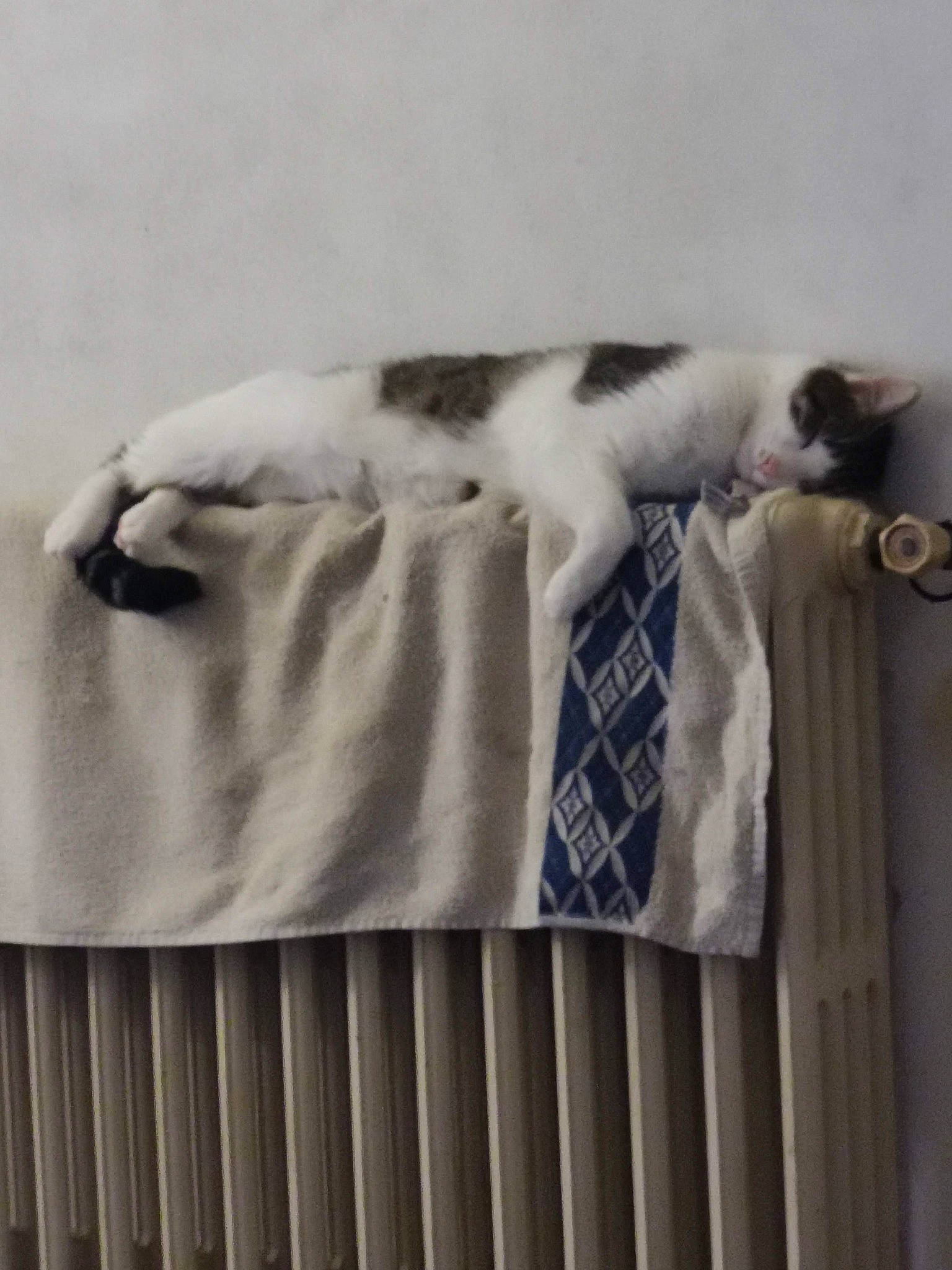 Bugsy a rejoint le concours — aidez-le/la à gagner de superbes lots ! bed_sheet, bedding, cage, carnivore, cat, comfort, feather, felidae, fur, grey, grille, linens, mammal, pattern, room, small_to_medium_sized_cats, tail, textile, vertebrate, wood