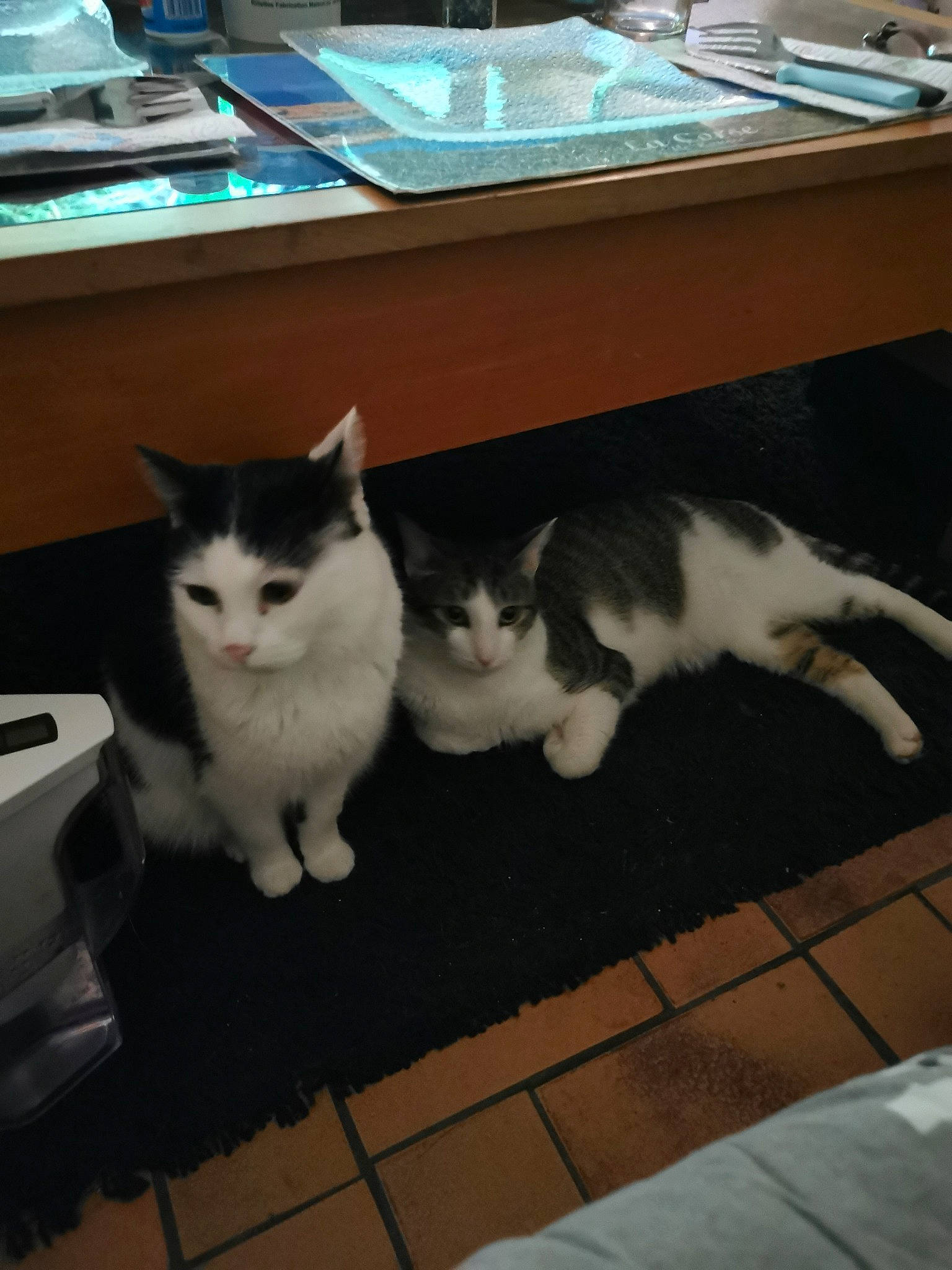 Bugsy participe au concours pour gagner de l'argent avec cette photo : carnivore, cat, comfort, companion_dog, domestic_short_haired_cat, felidae, floor, flooring, fur, hardwood, lap, mammal, paw, room, sitting, small_to_medium_sized_cats, tail, whiskers, wood, wood_flooring