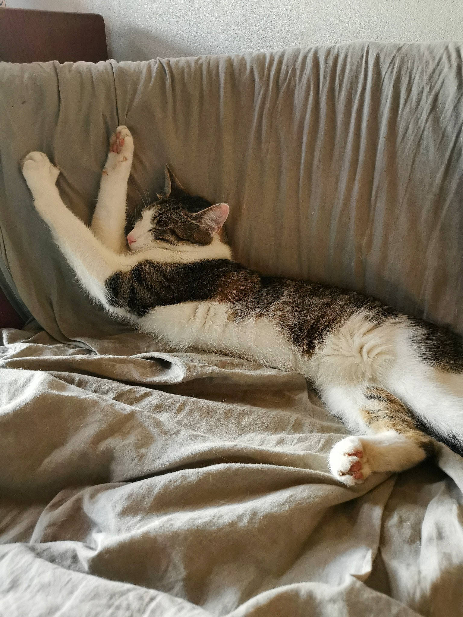 Bugsy a rejoint le concours — aidez-le/la à gagner de superbes lots ! beige, brown, carnivore, cat, comfort, couch, fawn, felidae, flooring, fur, furniture, grey, hardwood, linens, living_room, small_to_medium_sized_cats, studio_couch, tail, whiskers, wood