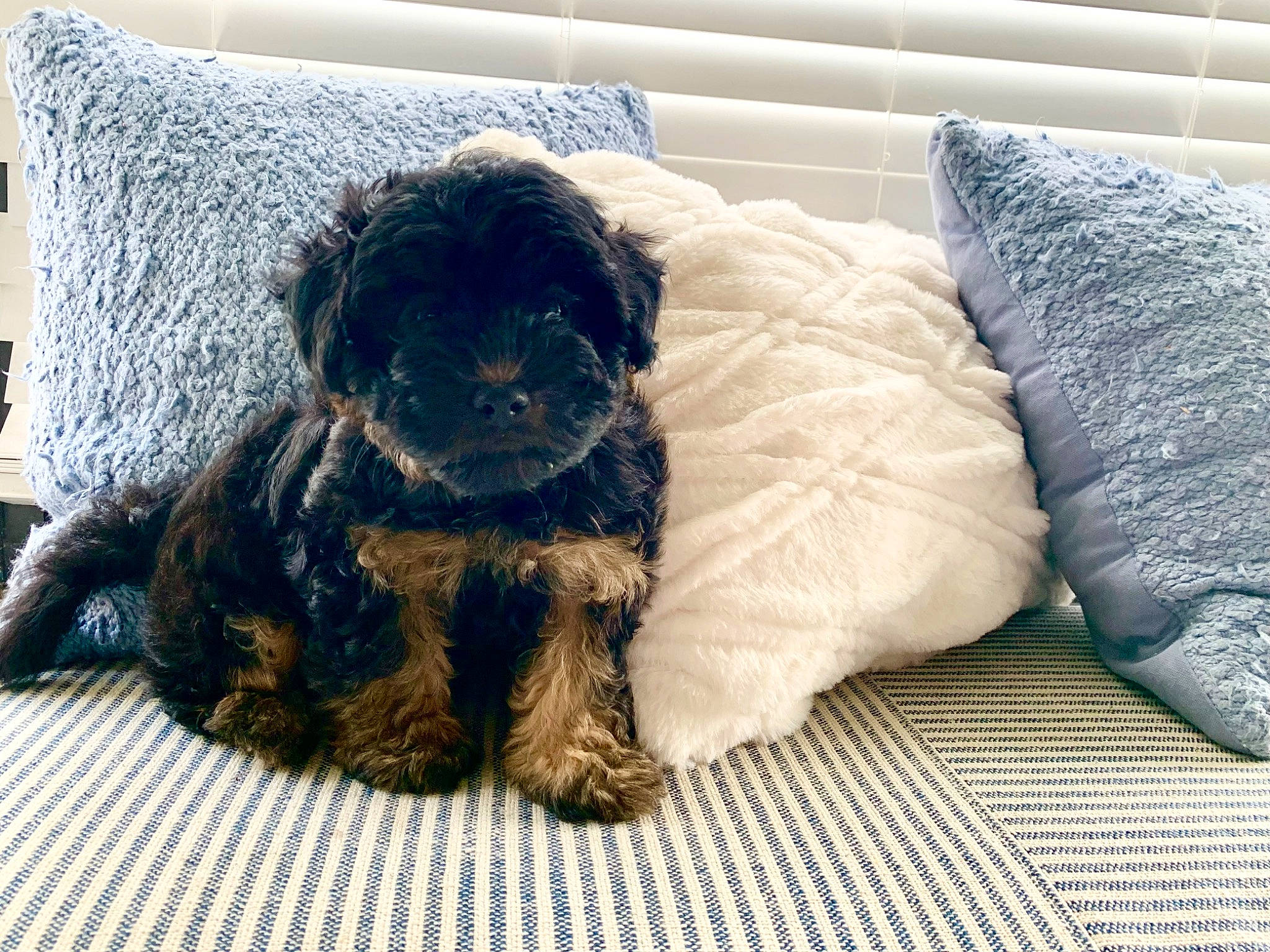 Major joined the competition — help win amazing prizes! canidae, carnivore, chair, comfort, companion_dog, dog, dog_breed, dog_supply, fawn, fur, linens, liver, pet_supply, small_terrier, snout, sporting_group, terrestrial_animal, terrier, toy_dog, working_animal