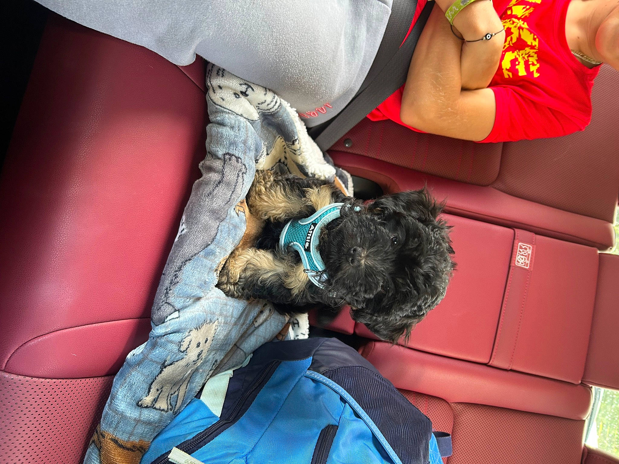 Major is registered to the contest to win money with this photo: canidae, carnivore, comfort, companion_dog, dog, dog_breed, elbow, felidae, fur, human_leg, knee, lap, nap, service, shorts, sitting, small_to_medium_sized_cats, sporting_group, sportswear, thigh