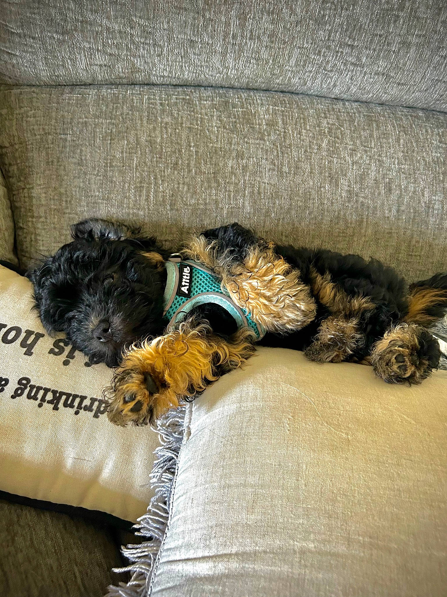 Major joined the competition — help win amazing prizes! canidae, carnivore, comfort, companion_dog, dog, dog_breed, dog_supply, felidae, fur, human_leg, linens, mammal, nap, pattern, shadow, snout, sporting_group, tail, tints_and_shades, vertebrate