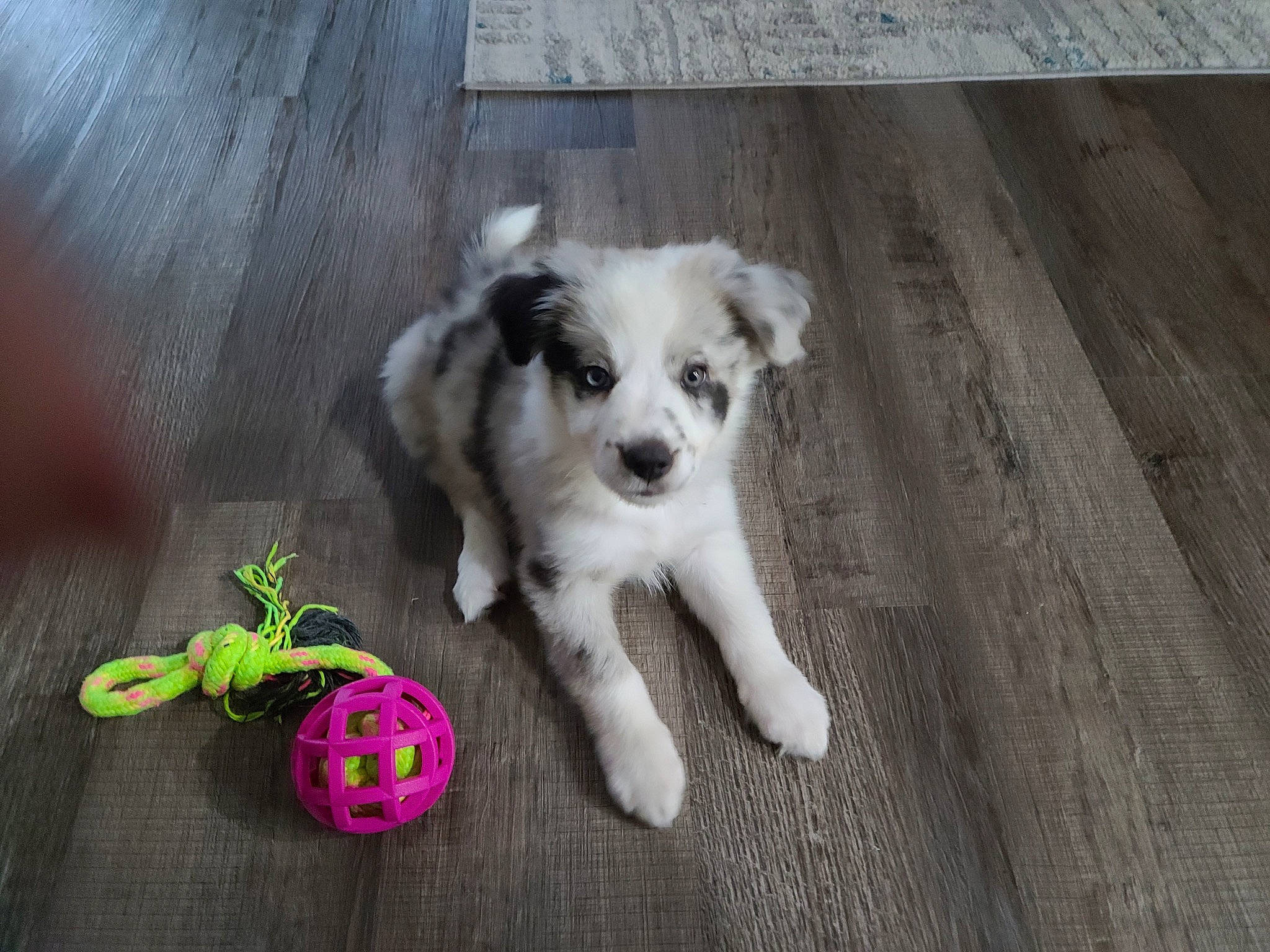 Maverick joined the competition — help win amazing prizes! canidae, carnivore, companion_dog, dog, dog_breed, dog_supply, fashion_accessory, fawn, flooring, fur, hardwood, paw, pet_supply, plank, sporting_group, toy, toy_dog, whiskers, wood, working_animal