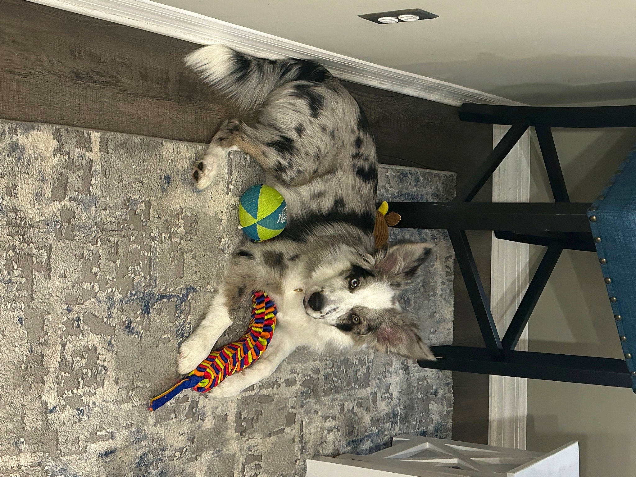 Maverick is registered to the contest to win money with this photo: beak, bird, canidae, carnivore, cat_toy, ceiling, claw, dog_breed, domestic_short_haired_cat, felidae, fur, lemur, perching_bird, procyonidae, small_to_medium_sized_cats, tail, terrestrial_animal, whiskers, wildlife