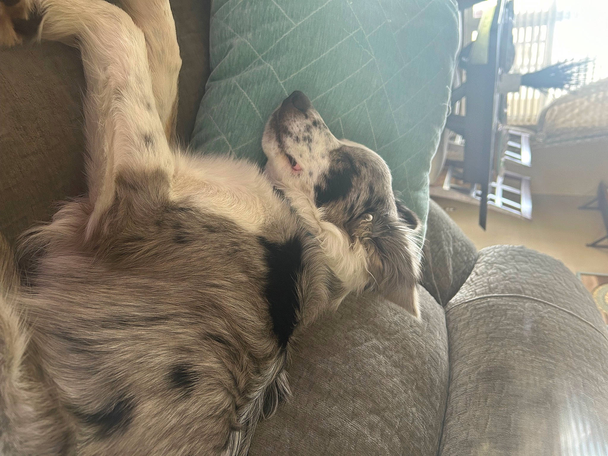 Maverick joined the competition — help win amazing prizes! carnivore, claw, comfort, companion_dog, dog, dog_breed, foot, fur, grey, guard_dog, liver, natural_material, paw, snout, sporting_group, terrestrial_animal, whiskers, working_animal