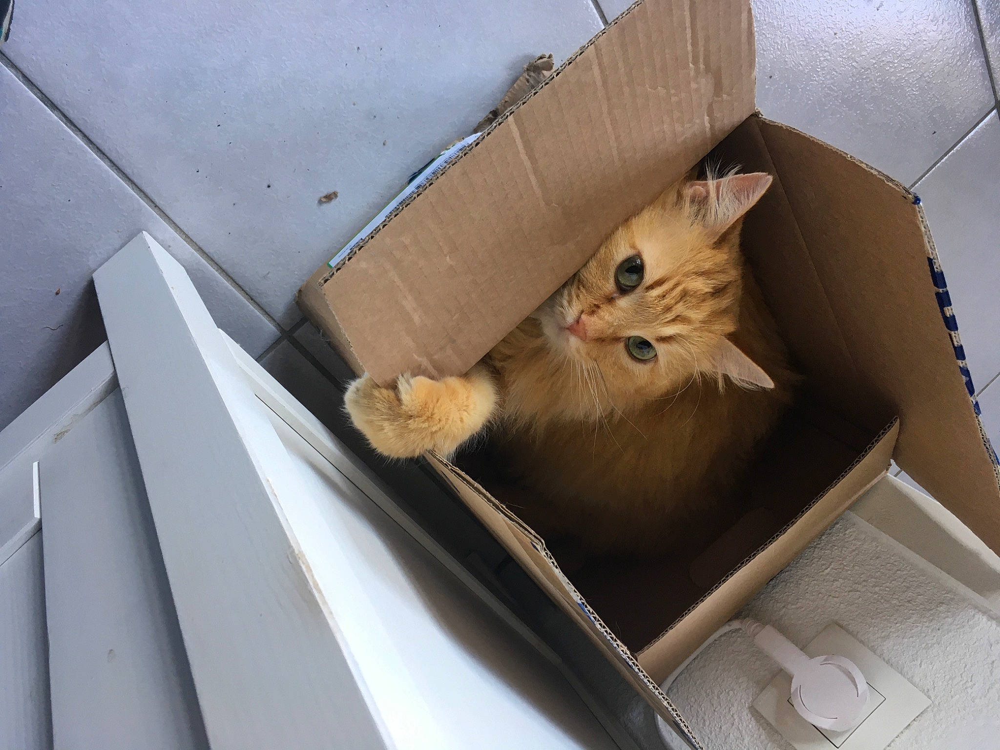 Angelo a rejoint le concours — aidez-le/la à gagner de superbes lots ! box, cardboard, carnivore, carton, cat, comfort, domestic_short_haired_cat, fawn, felidae, fur, mammal, package_delivery, packaging_and_labeling, packing_materials, shipping_box, small_to_medium_sized_cats, tail, vertebrate, whiskers, wood