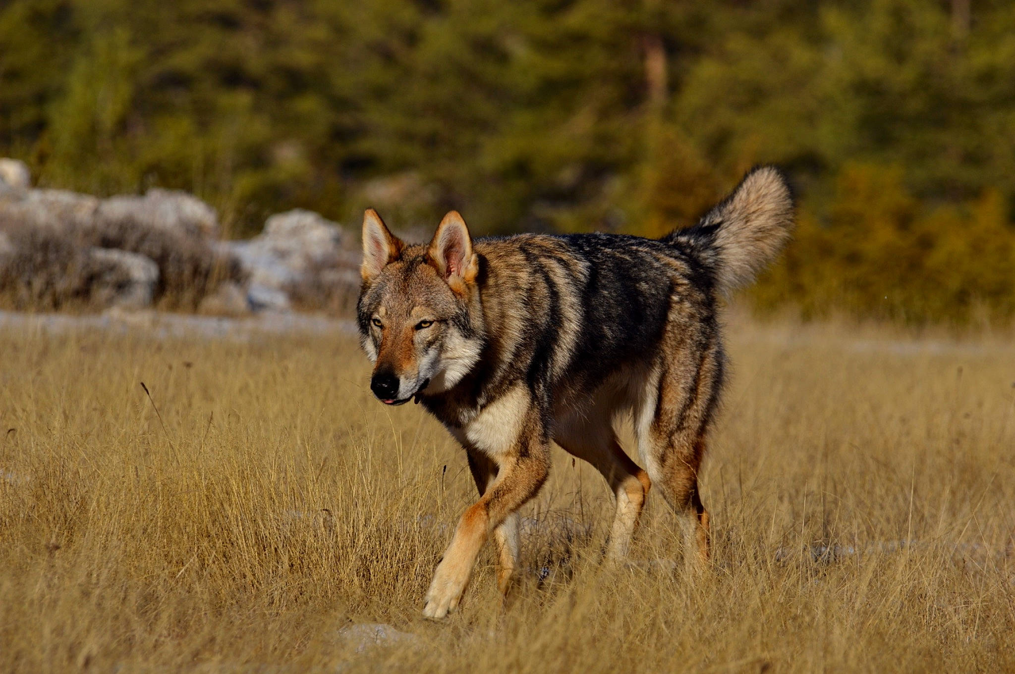 Snow participe au concours pour gagner de l'argent avec cette photo : canidae, canis, canis_lupus_tundrarum, carnivore, coyote, dog, dog_breed, fox, grass, grassland, jackal, prairie, red_wolf, snout, sporting_group, tail, terrestrial_animal, wildlife, wolf, working_dog