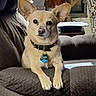 dog, small_dog, tan_dog, pet, collar, dog_tag, couch, brown_couch, indoor, living_room, furniture, resting, ears_up, alert, household_items, staircase, patterned_chair, relaxed, canine, animal