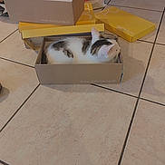 Mimi a rejoint le concours — aidez-le/la à gagner de superbes lots ! animal, calm, cardboard_box, cat, curious, domestic, feline, floor, gray_spot, indoor, packaging, pet, quiet, resting, side_view, sitting, small_space, stacked_boxes, tile_floor, white_cat