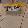 animal, calm, cardboard_box, cat, curious, domestic, feline, floor, gray_spot, indoor, packaging, pet, quiet, resting, side_view, sitting, small_space, stacked_boxes, tile_floor, white_cat