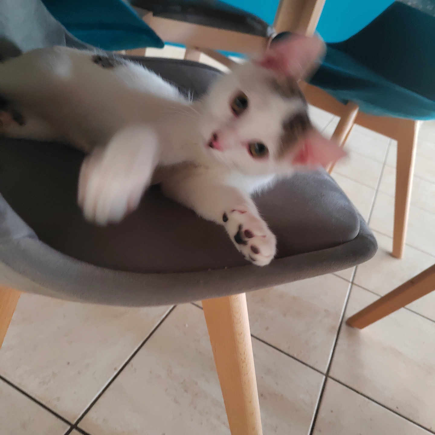 Mimi participe au concours pour gagner de l'argent avec cette photo : animal, blur, cat, chair, cute, domestic, floor, furniture, gray, indoor, kitten, motion, paw, pet, playful, small, tile, white, wood, young