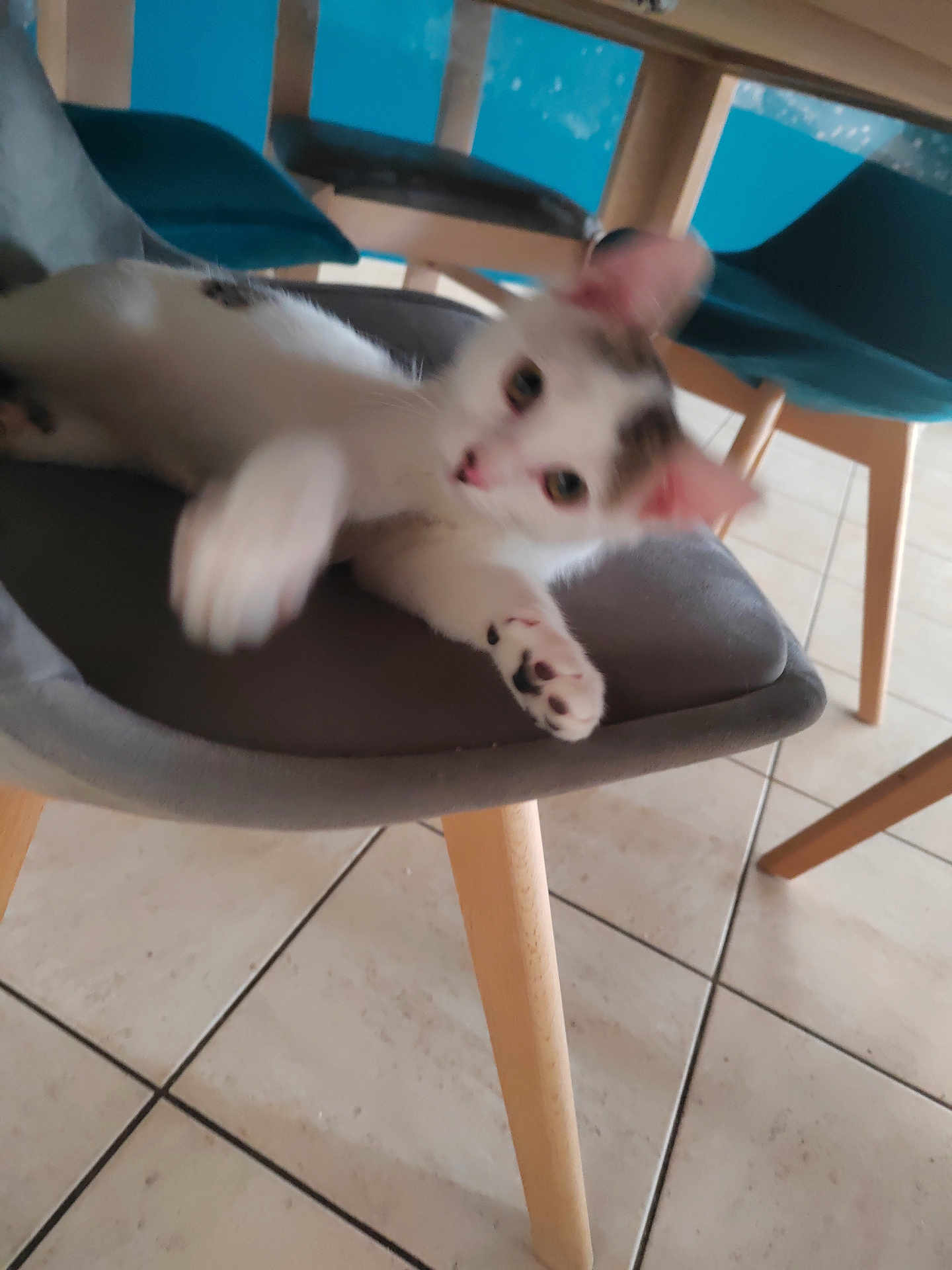 Mimi participe au concours pour gagner de l'argent avec cette photo : animal, blur, cat, chair, cute, domestic, floor, furniture, gray, indoor, kitten, motion, paw, pet, playful, small, tile, white, wood, young