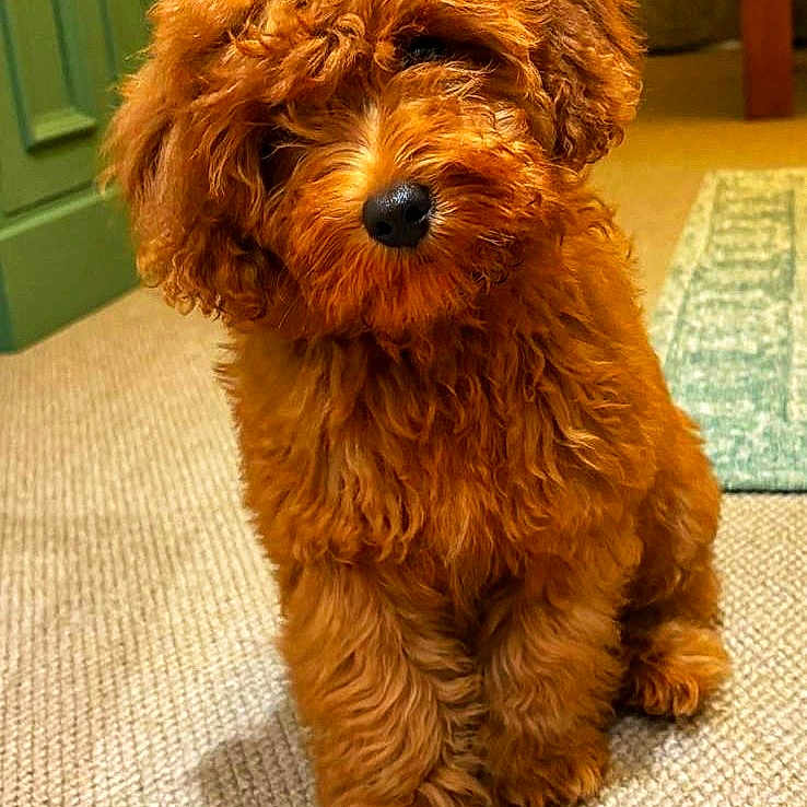 Finn is registered to the contest to win money with this photo: animal, bed, bedroom, cabinet, canine, couch, dog, door, drawer, furniture, hardwood, indoors, interiordesign, pet, poodle, puppy, room, terrier, whitedog, wood