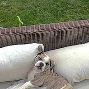 Ares a rejoint le concours — aidez-le/la à gagner de superbes lots ! puppy, dog, brindle, white, couch, outdoor, pillow, sofa, grass, pet, cute, relaxed, lying_down, animal, fur, canine, resting, young_dog, portrait, backyard