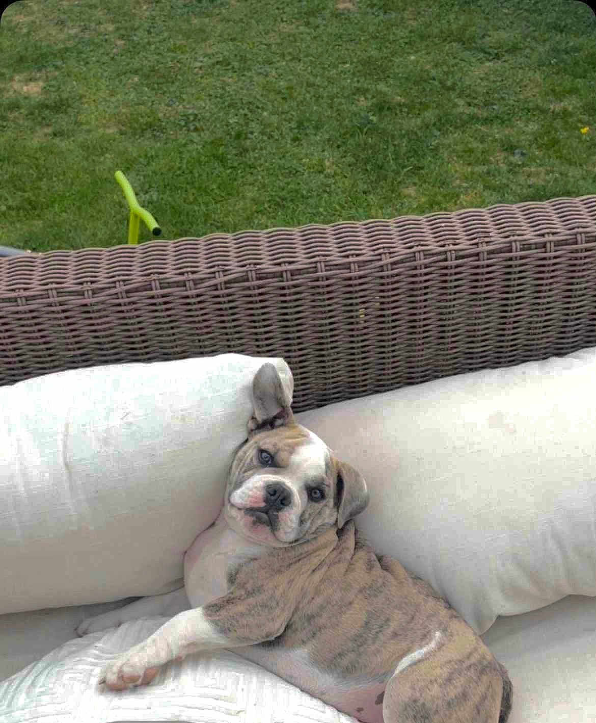 Ares a rejoint le concours — aidez-le/la à gagner de superbes lots ! puppy, dog, brindle, white, couch, outdoor, pillow, sofa, grass, pet, cute, relaxed, lying_down, animal, fur, canine, resting, young_dog, portrait, backyard