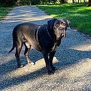 Rox participe au concours pour gagner de l'argent avec cette photo : alert, animal, black_dog, canine, daylight, dog, forest, gravel, harness, leash, mammal, nature, outdoor, park, path, pet, standing, sunlight, trees, walking